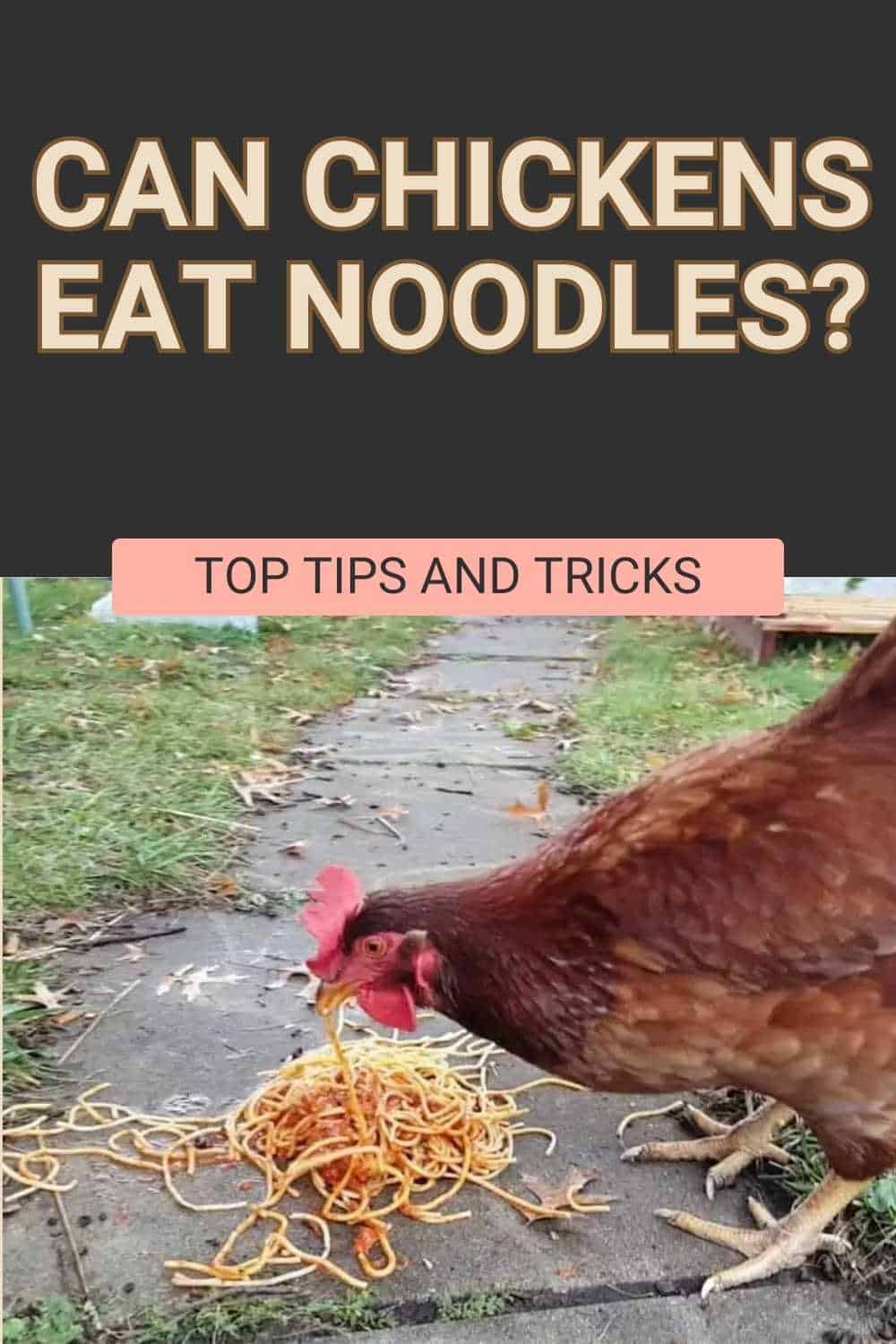 Can Chickens Eat Noodles