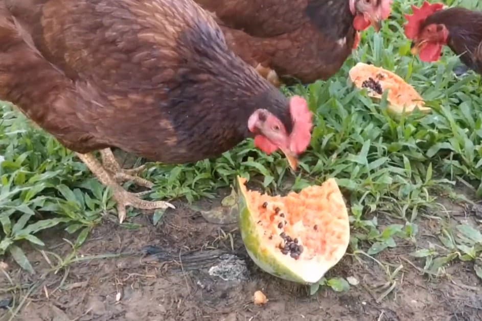 Can Chickens Eat Papaya