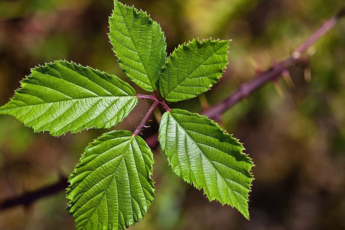 Can chickens eat blackberry leaves