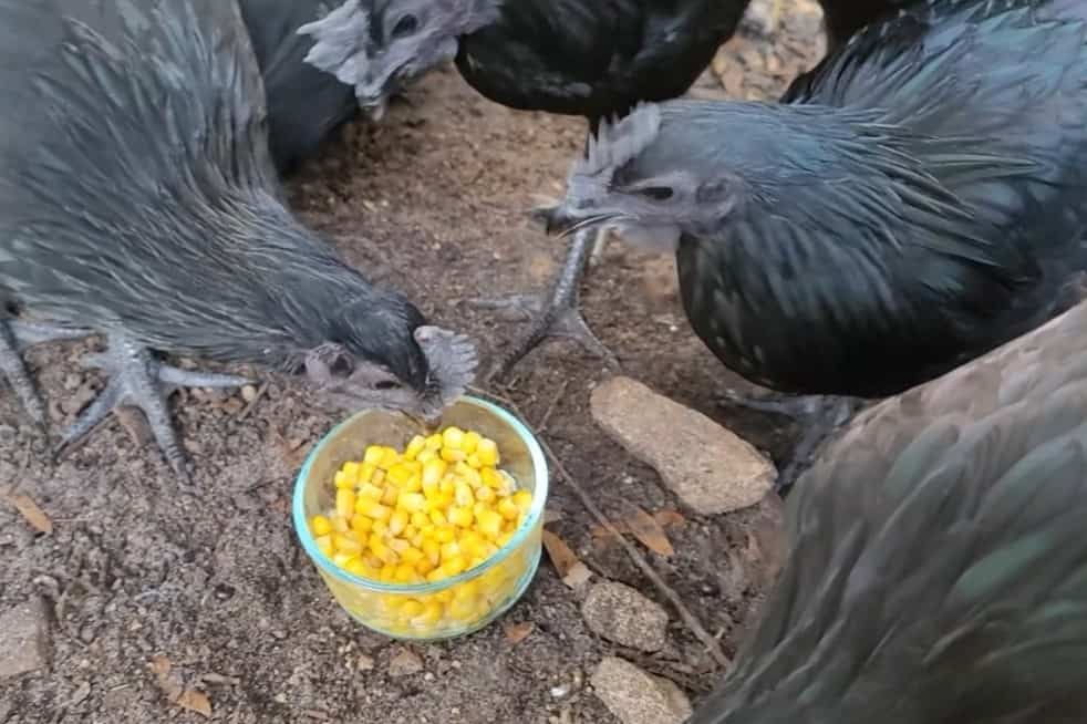 Can chickens eat corn