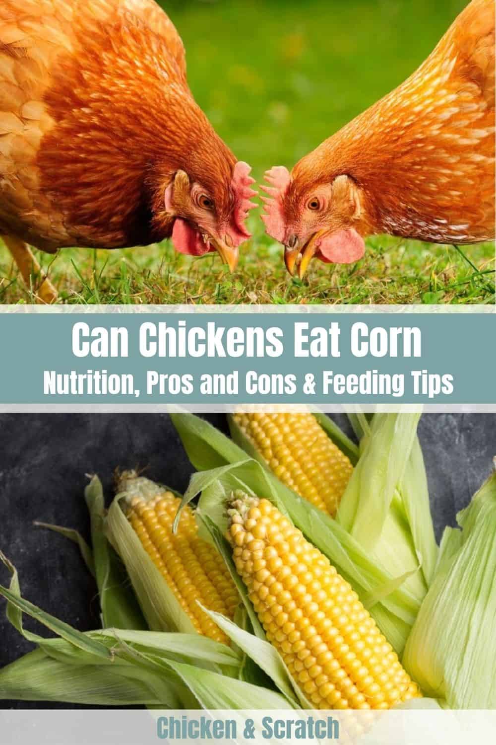 can-chickens-eat-corn-myths-nutrition-feeding-tips