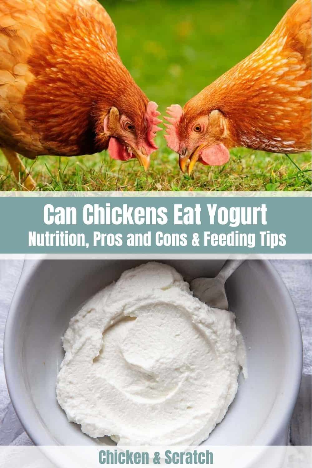 Chicken Eat Yogurt
