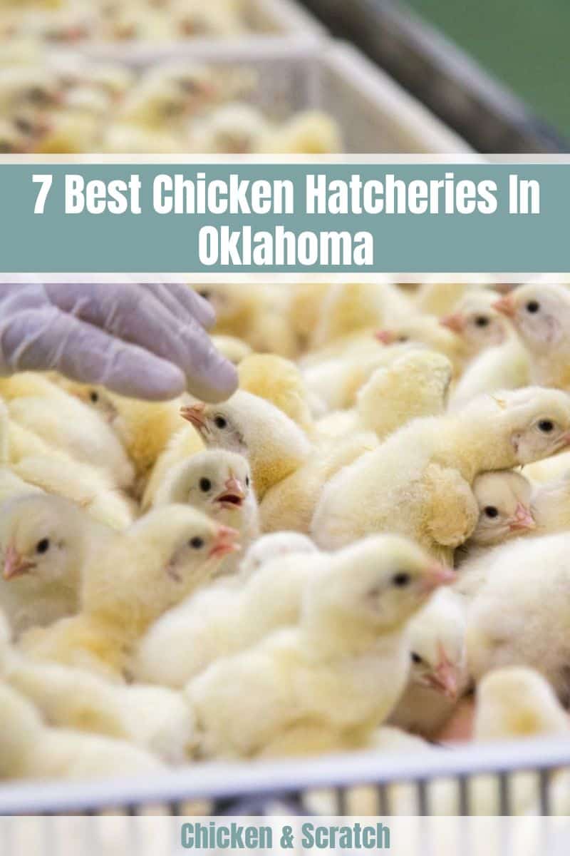 Chicken Hatcheries In Oklahoma