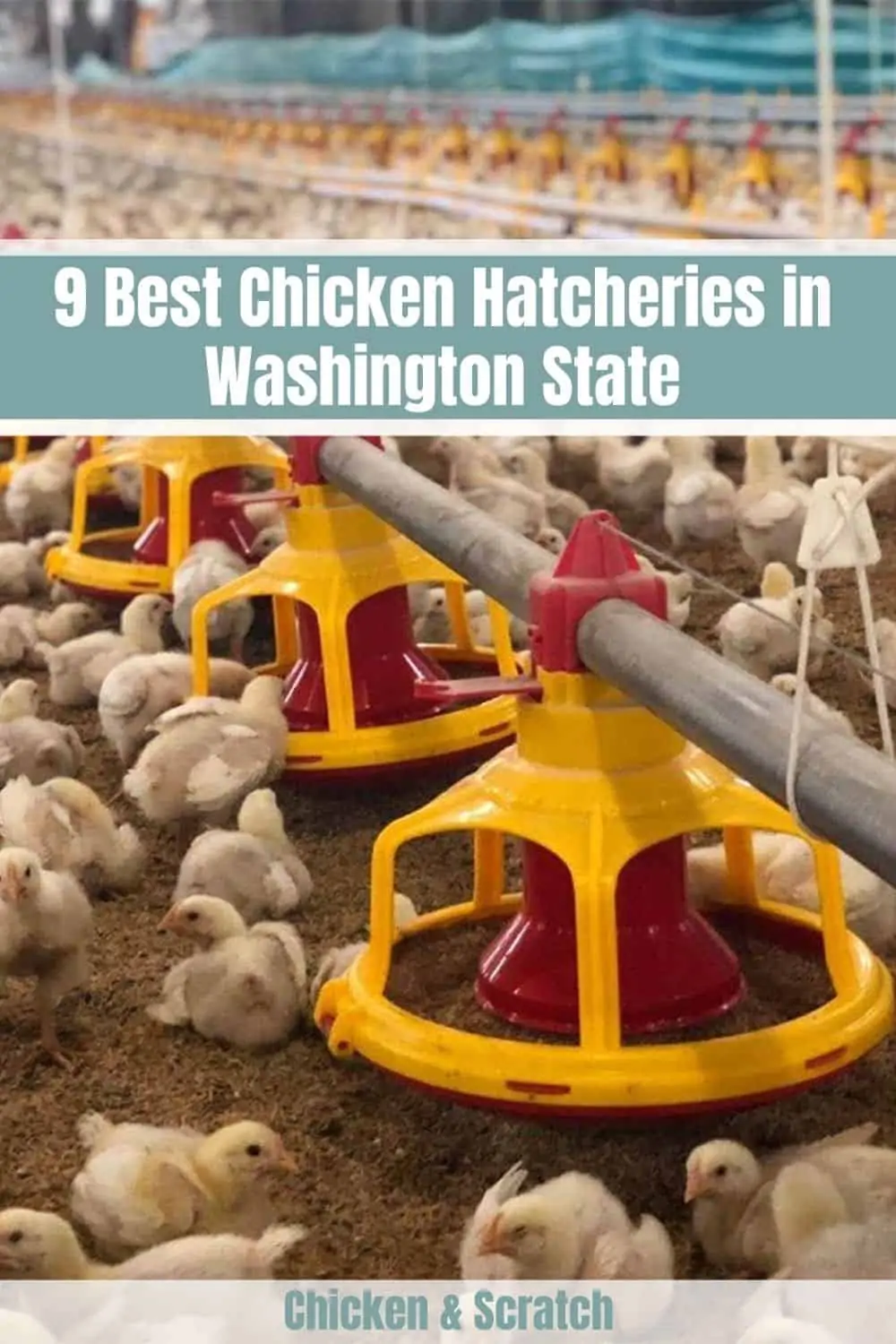 Chicken-Hatcheries-Washington-State