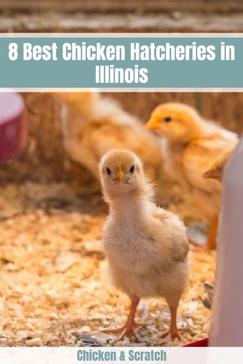 Chicken Hatcheries in Illinois