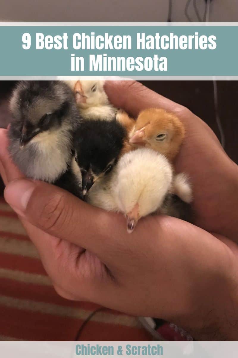 Chicken Hatcheries in Minnesota
