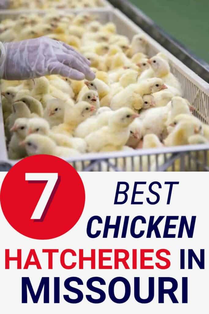 7 Best Chicken Hatcheries in Missouri (2024)
