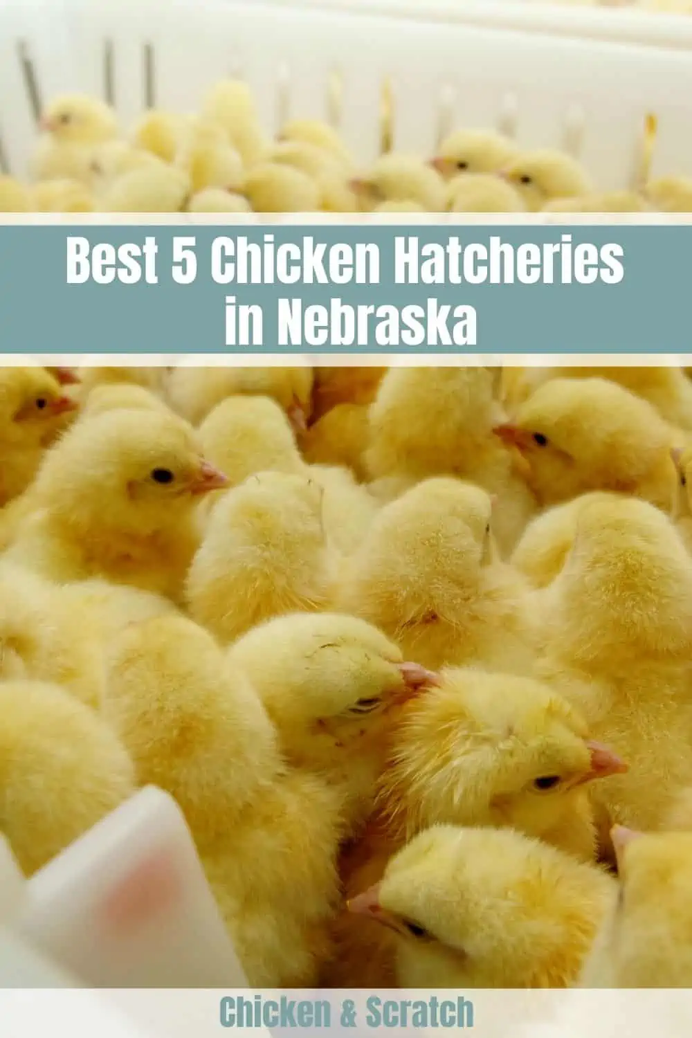 Chicken Hatcheries in Nebraska