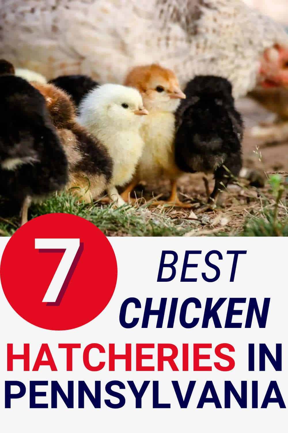 Chicken Hatcheries in Pennsylvania