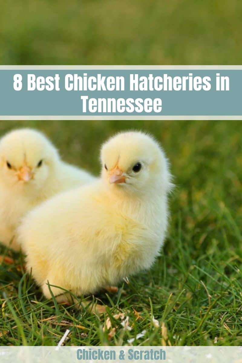 Chicken Hatcheries in Tennessee