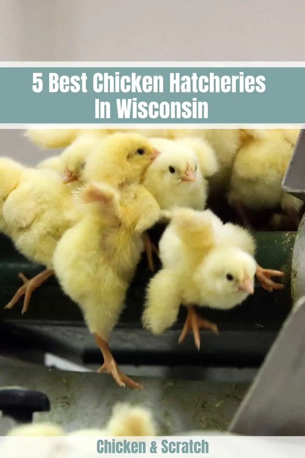 Chicken Hatcheries in Wisconsin