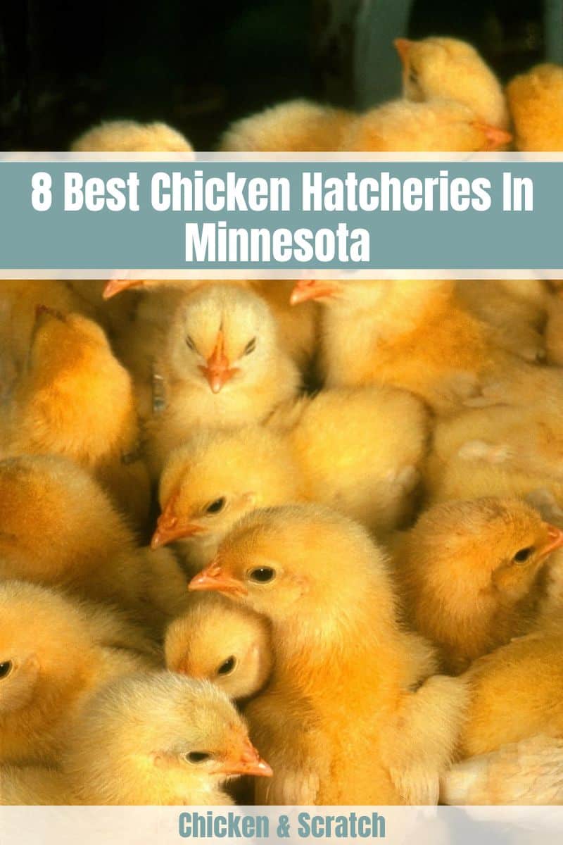 Chicken Hatchery in Minnesota