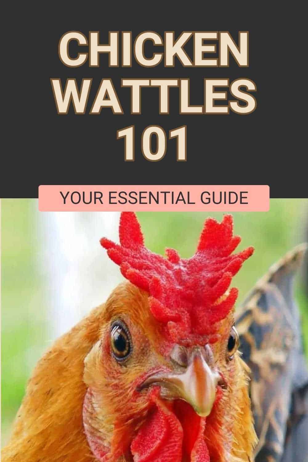 Chicken Wattles guide