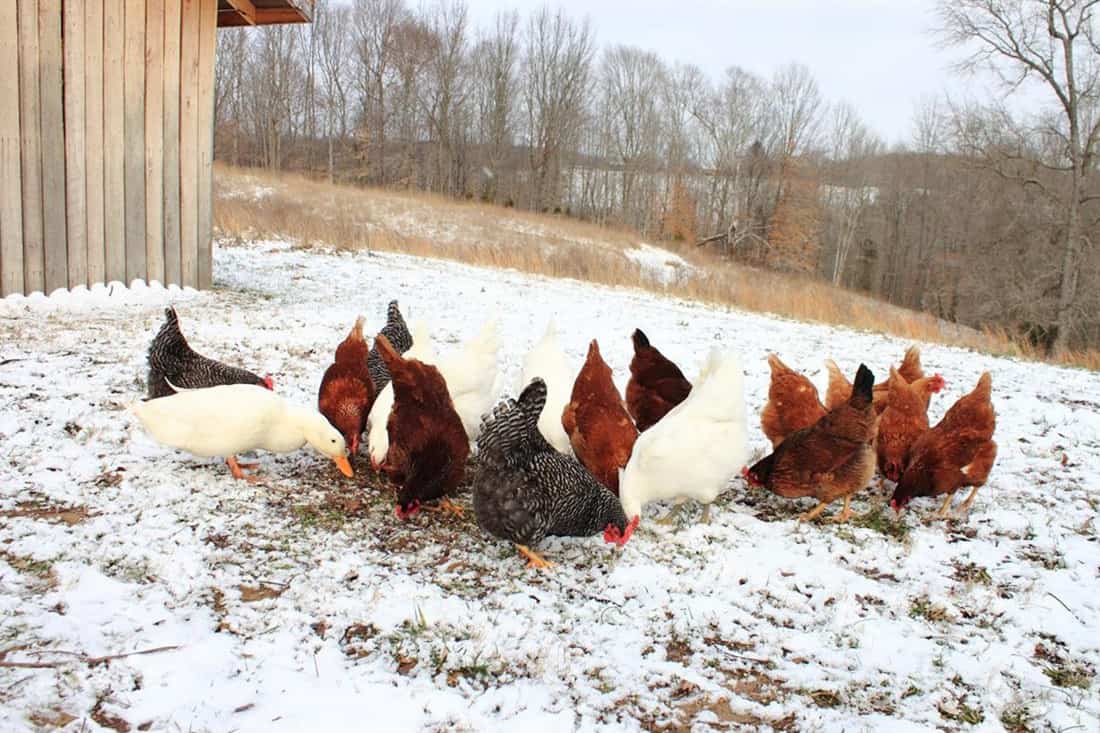 Chicken hatchery in Virginia