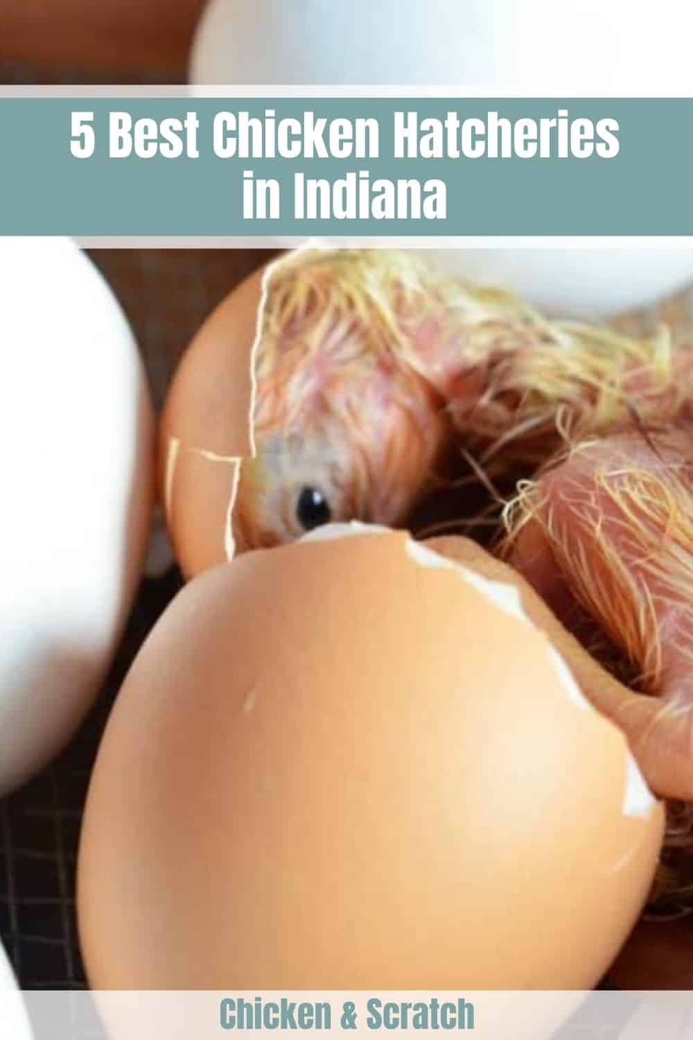 Chicken sale in Indiana
