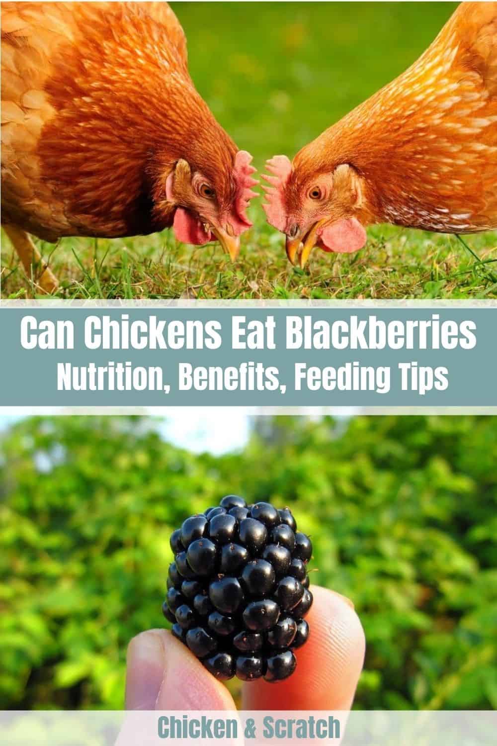 Chickens Eat Blackberries