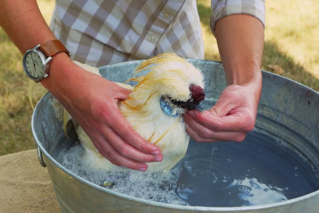 Cleaning Your Chicken