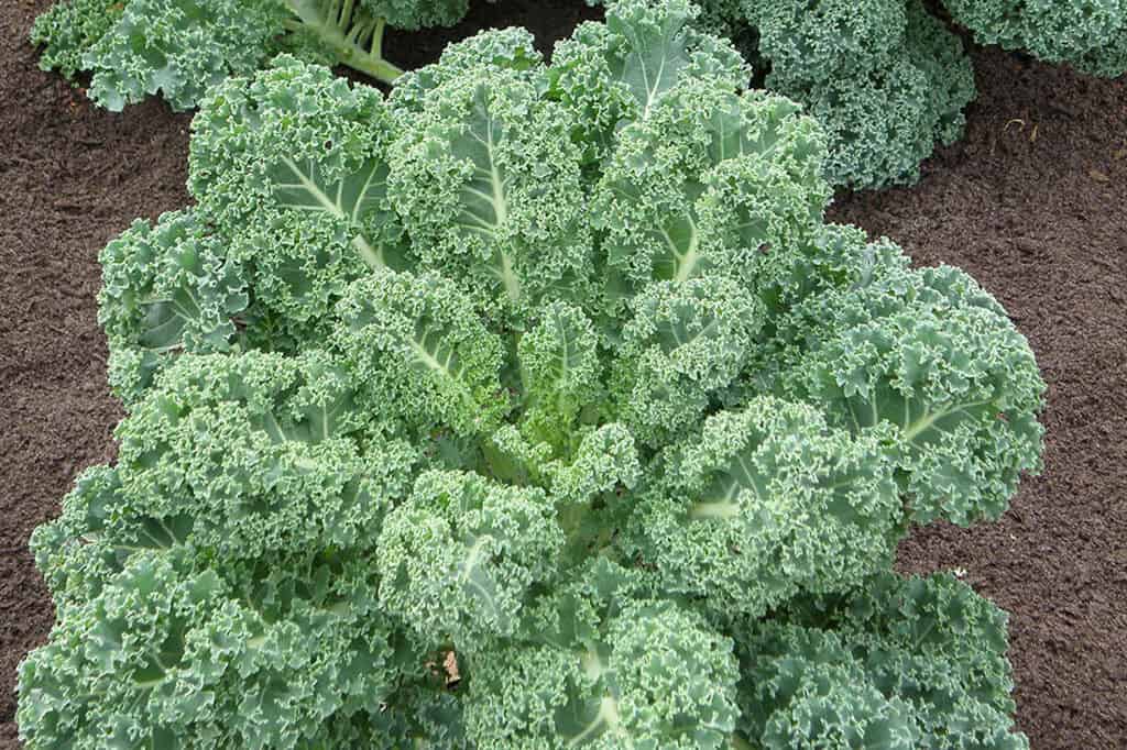 Curly Kale 