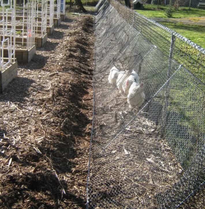 DIY Chicken Run Ideas Amazing DIY CHICKEN RUN