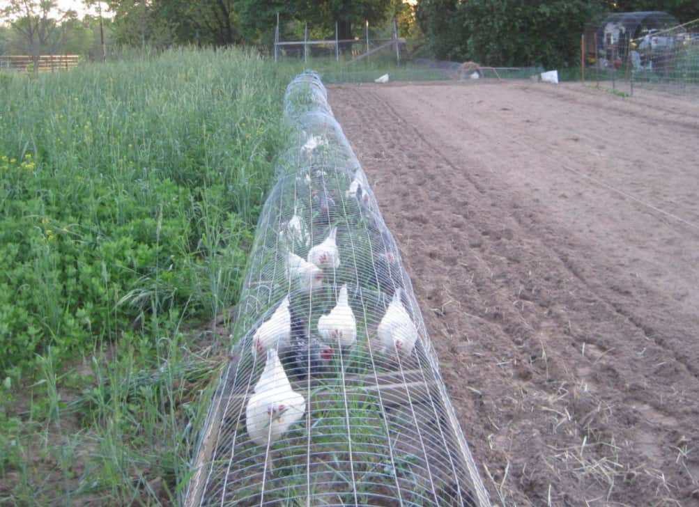 DIY Chicken Run Ideas Long and Narrow Chicken Run