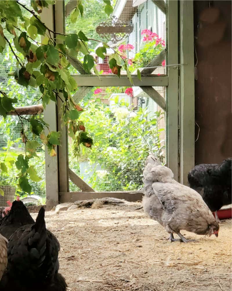 DIY Chicken Run Ideas Predator-Proof Chicken Run