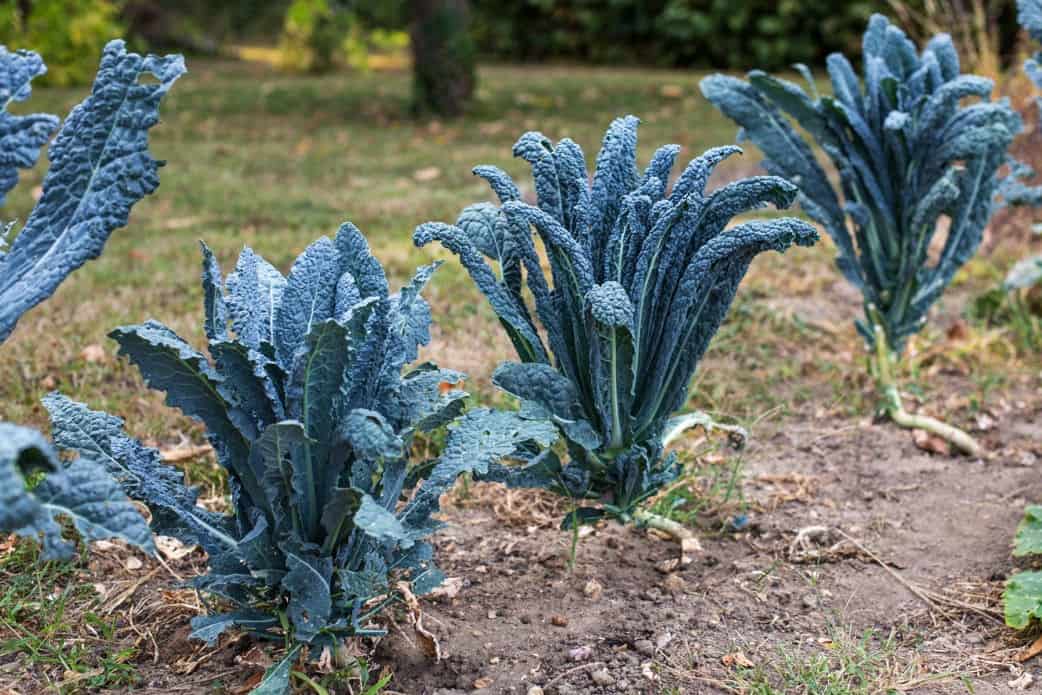 Dinosaur Kale 