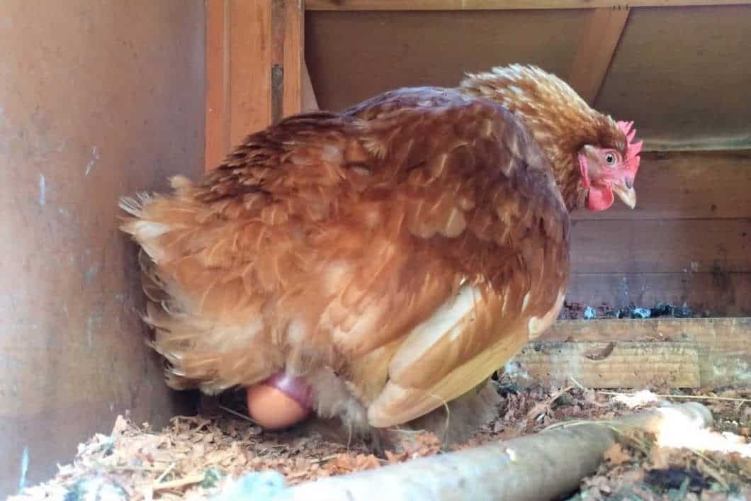 Discomforts Chicken Might Felt While Laying Eggs