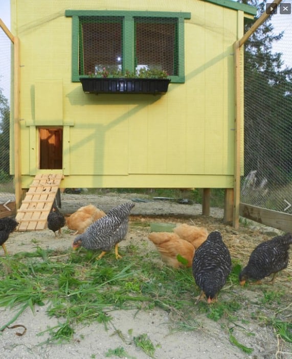 Downeast Thunder Farm Chicken Coop