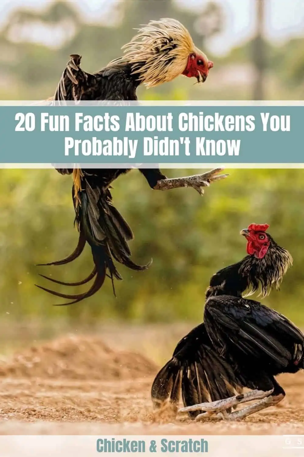 Facts About Chicken