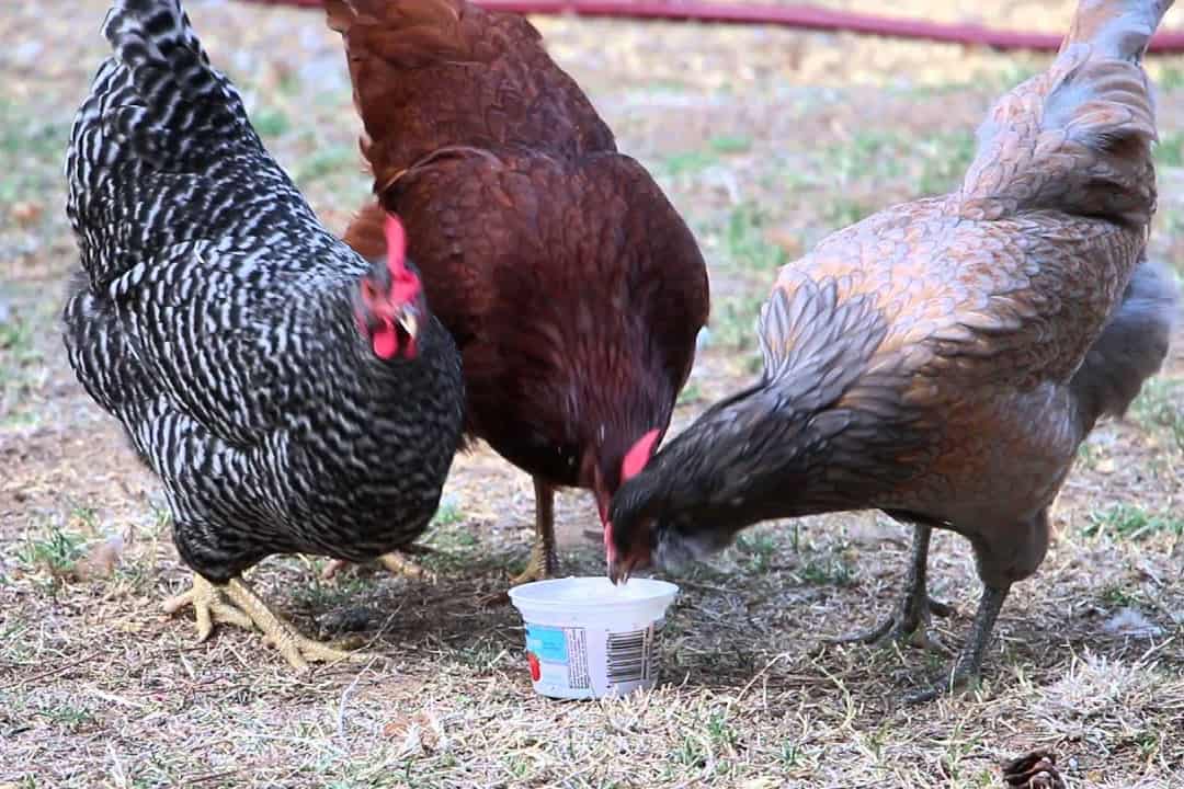 Feeding Yogurt To Your Chickens