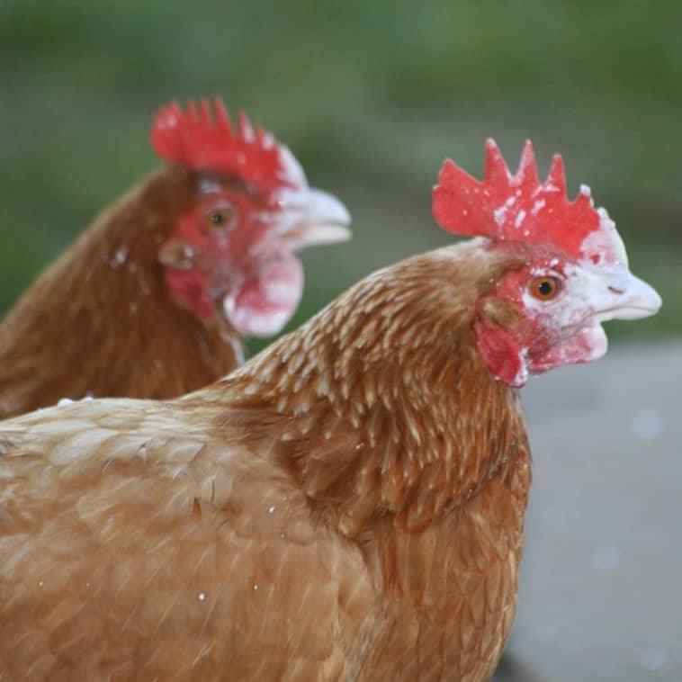 Feeding Yogurt to chicken