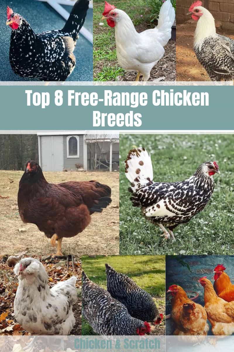 Free-Range Chicken Breed