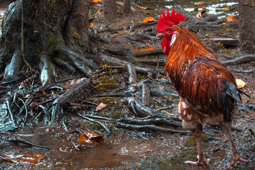 Hatcheries in Indiana