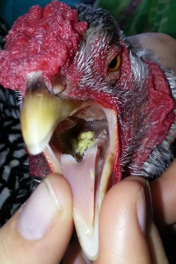 Health Issues Affecting the Chicken Tongue