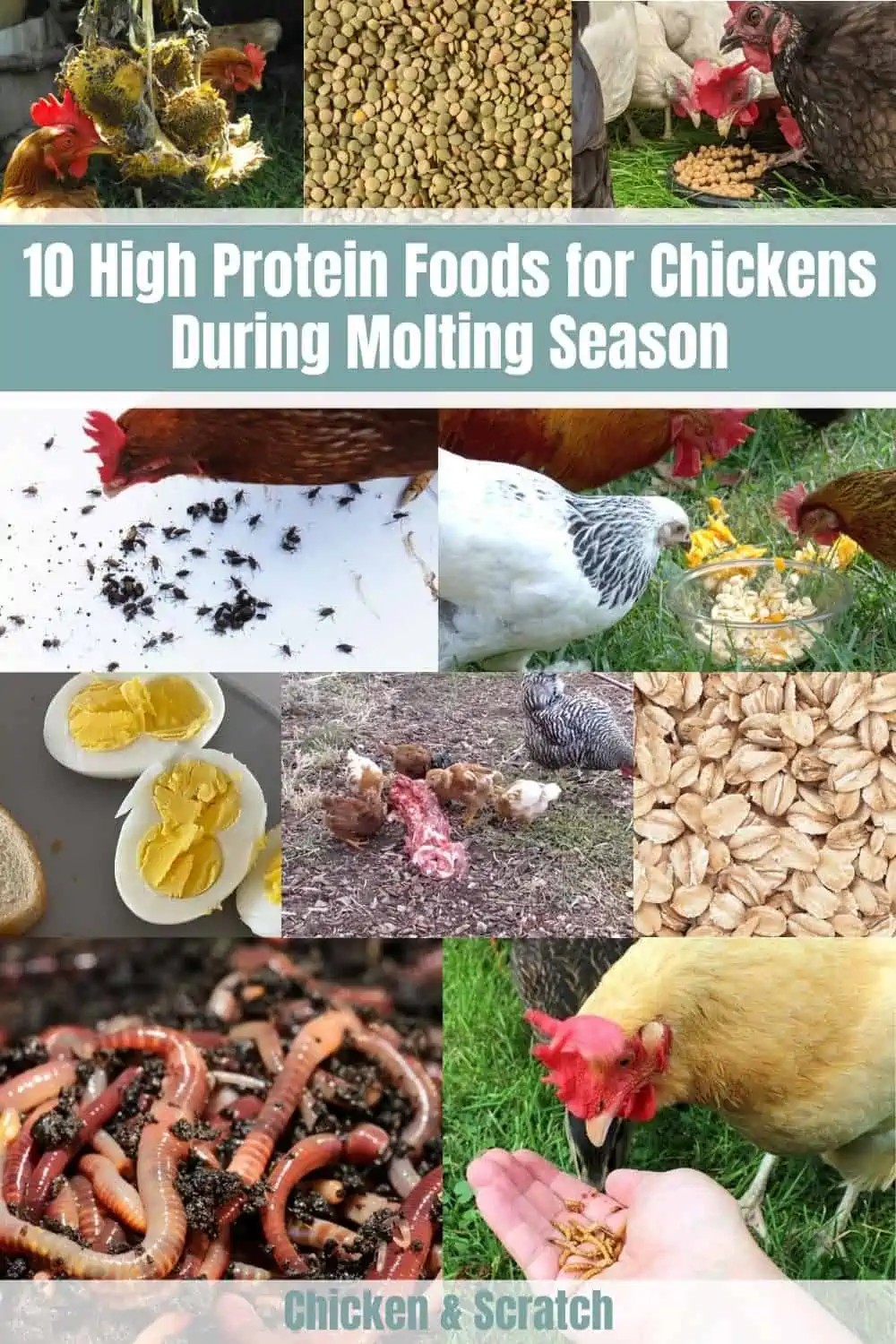 High Protein Foods for Chickens
