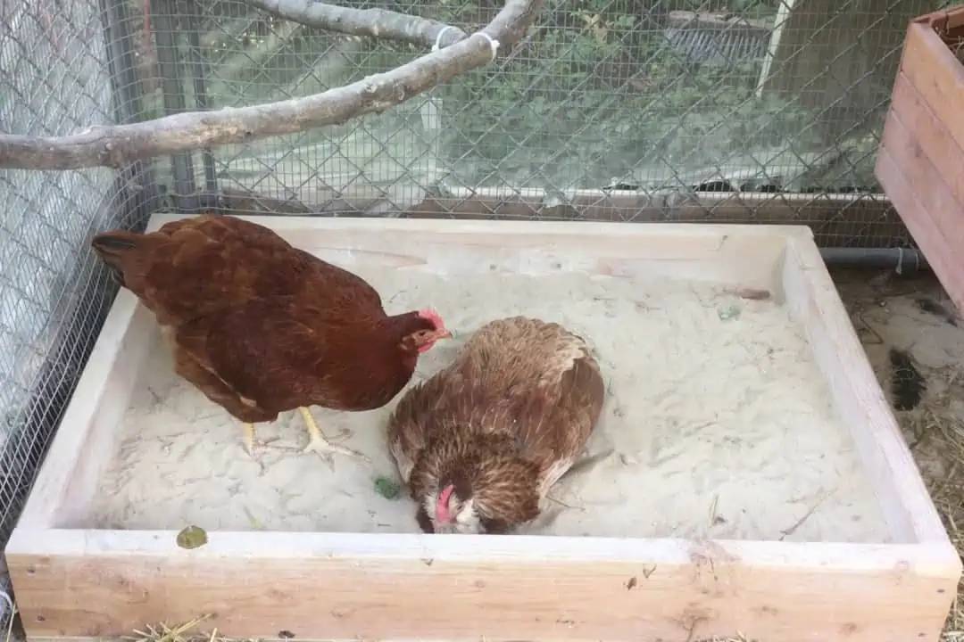 How Deep Should Sand Be For Chickens