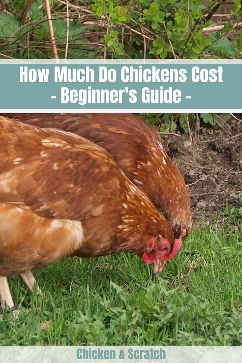 How Much Do Chickens Cost