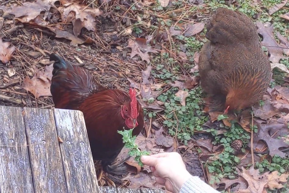 How much and how often can chickens eat kale