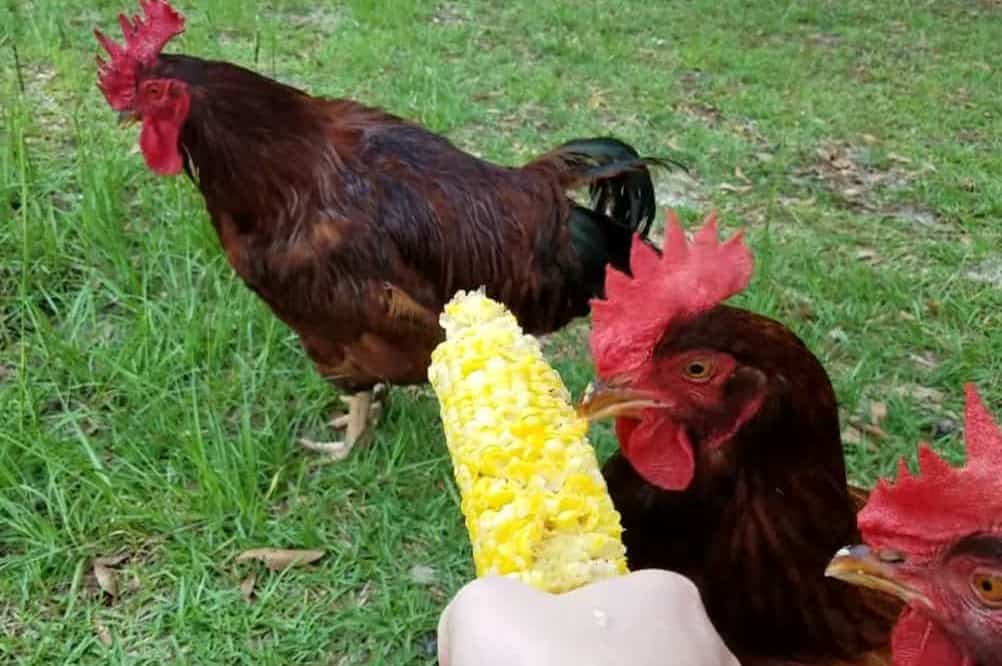 How much corn should you feed chickens