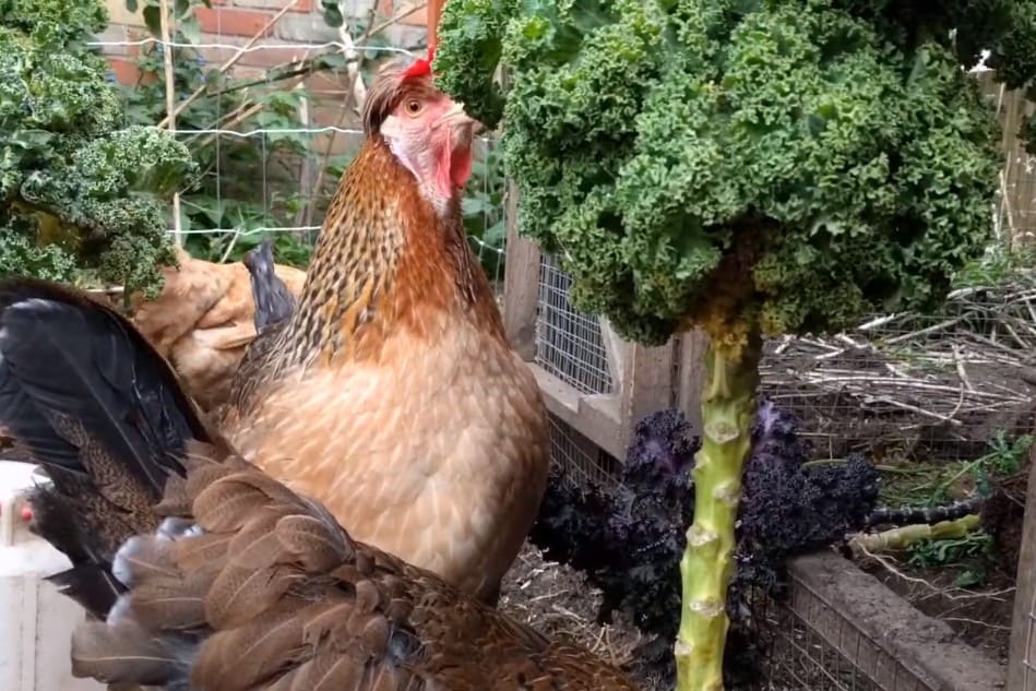 How should you feed kale to chickens