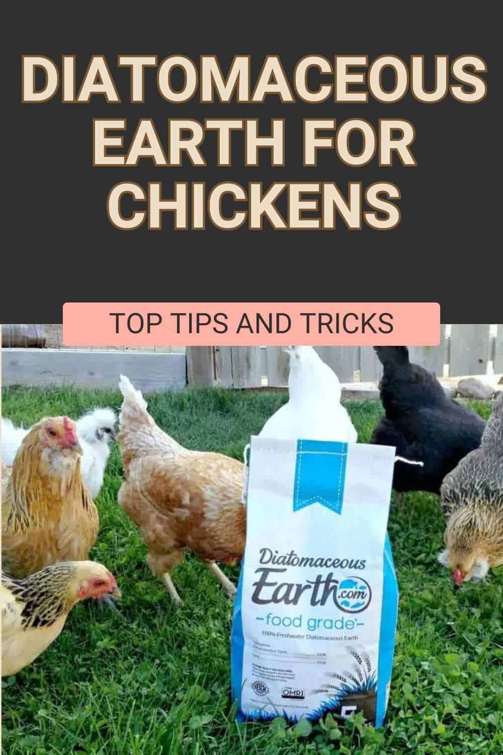 How to Use Diatomaceous Earth for Chickens