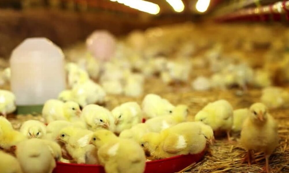 8 Best Chicken Hatcheries in Illinois 2023 (Reviews & Maps)