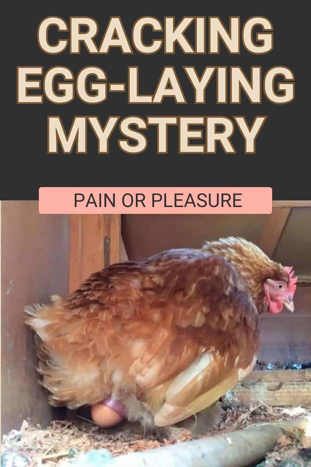 Is It Painful For Chicken To Lay Egg