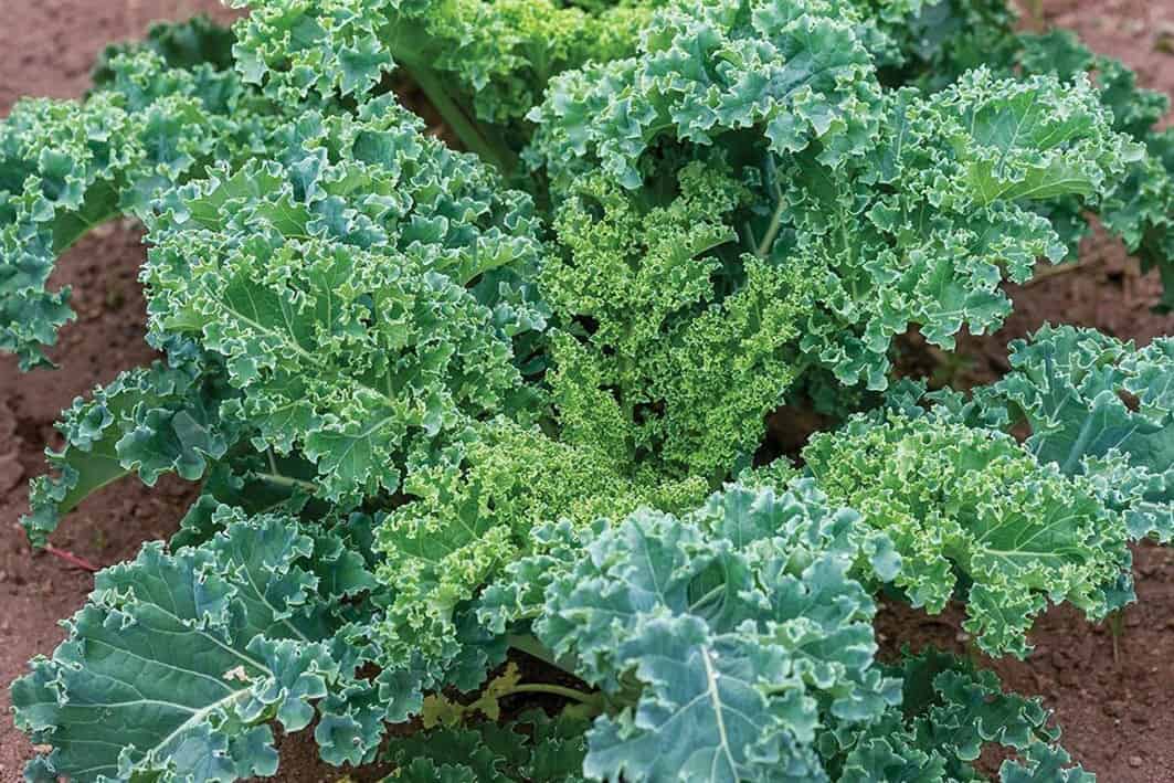 Is kale healthy for chickens