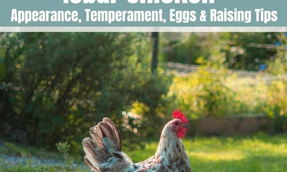 Isbar Chicken: Appearance, Temperament, Eggs and Raising Tips
