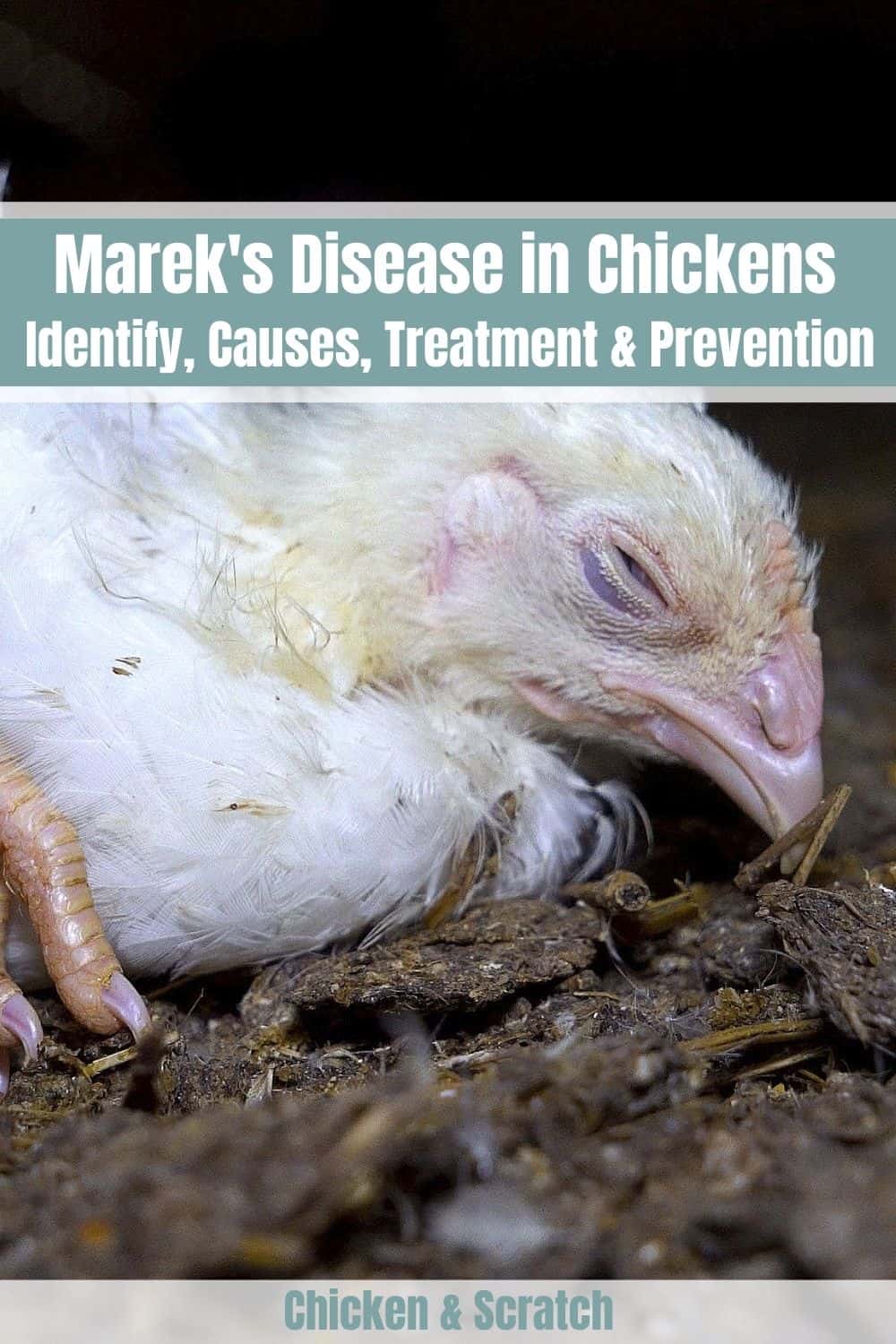 Marek'S Disease in Chickens: Symptoms, Prevention, And Treatment 