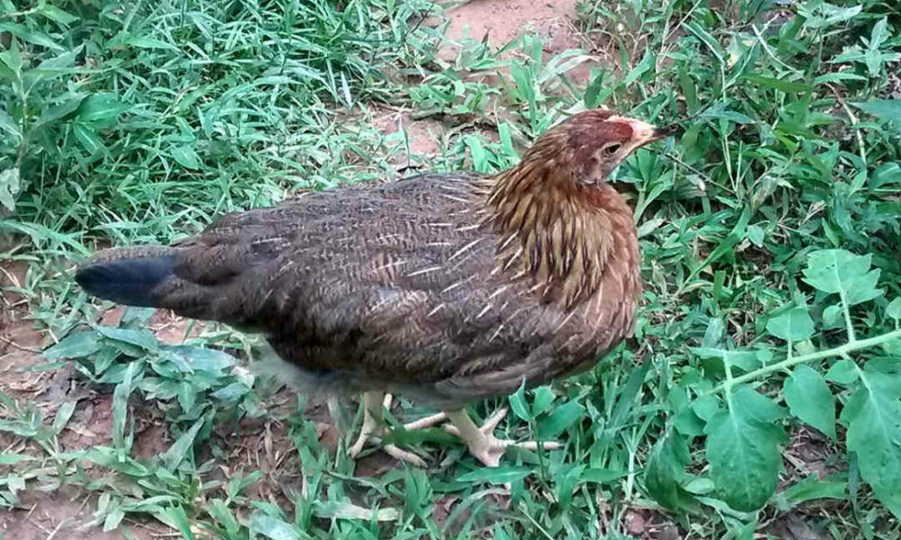 Penedesenca Chicken: Appearance, Temperament, Eggs and Raising Tips