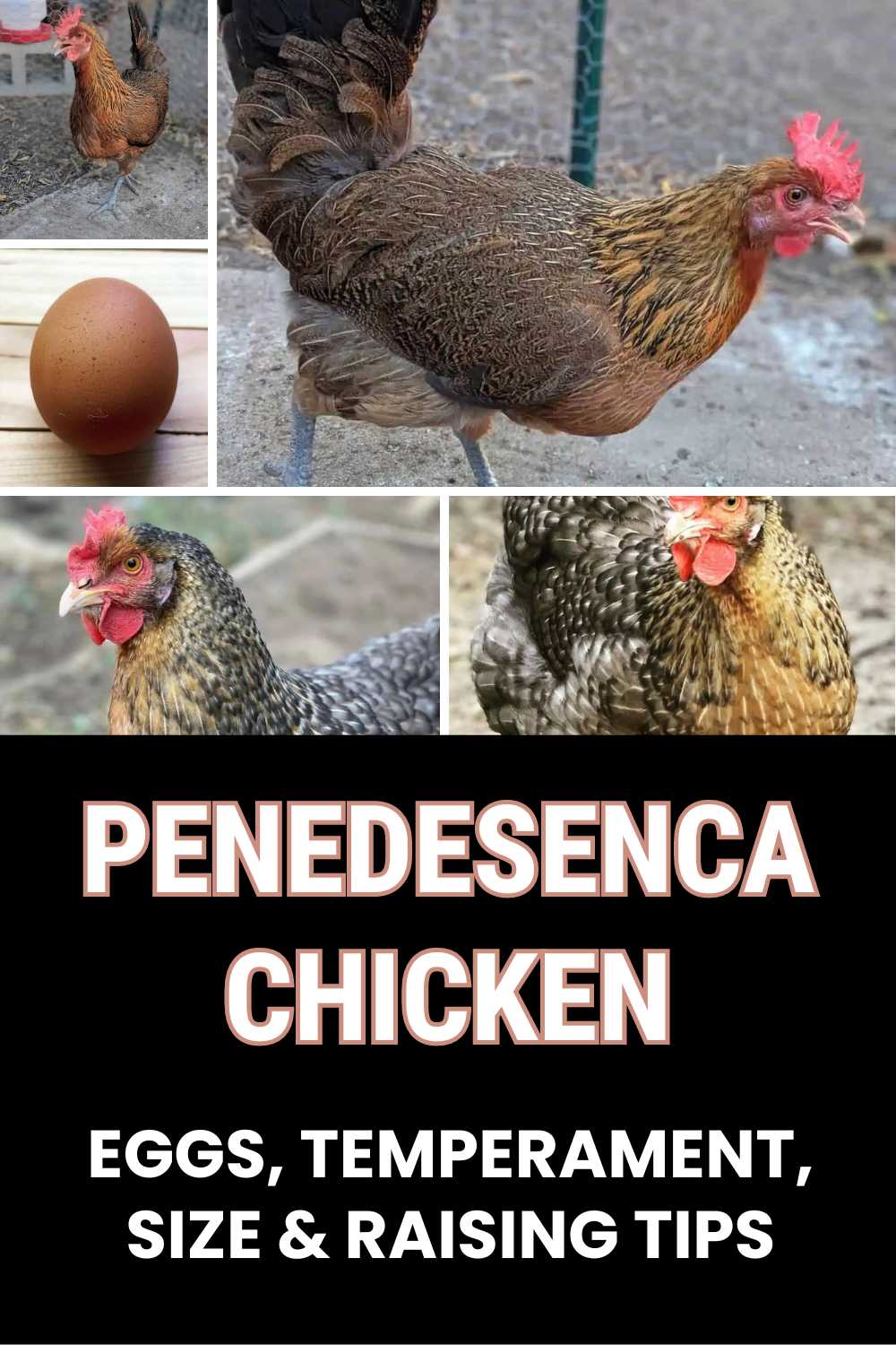 Penedesenca Chicken guide