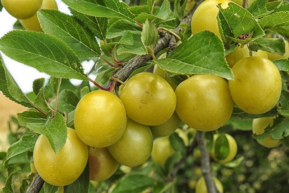 Plums promote your chicken’s overall health