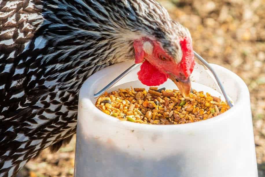 Preparing Corn for Chicken Feeding